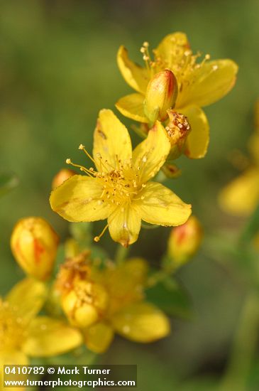 Hypericum scouleri ssp. nortoniae (H. formosum var. nortoniae)