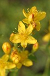 Western St. John's Wort blossoms