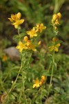 Western St. John's Wort