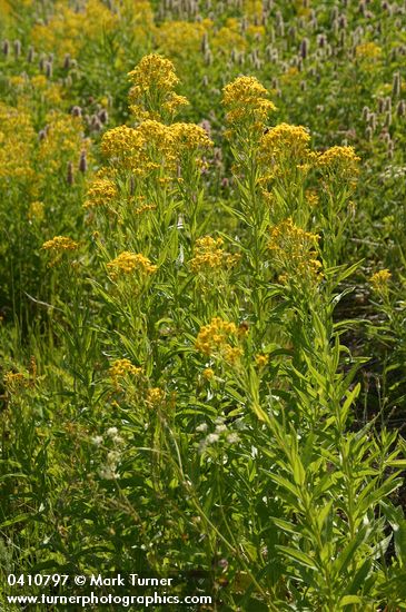 Senecio serra