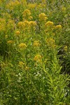 Tall Butterweed, backlit