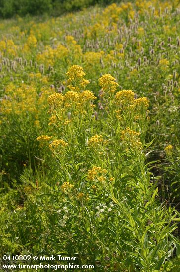 Senecio serra