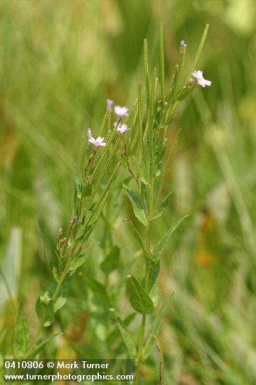 Epilobium ciliatum ssp. glandulosum