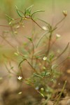 Harkness Linanthus