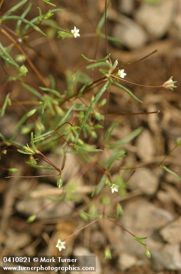 Linanthus harknessii