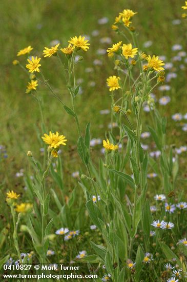 Arnica chamissonis