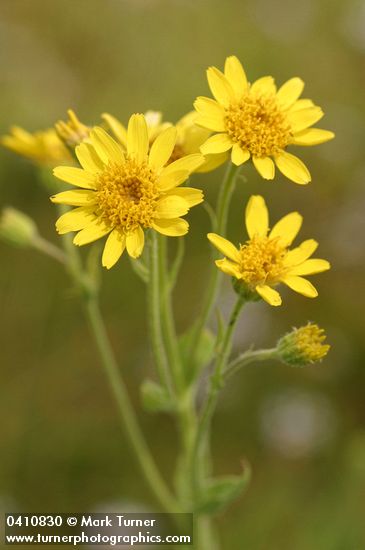 Arnica chamissonis