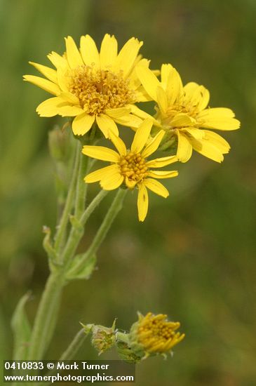 Arnica chamissonis