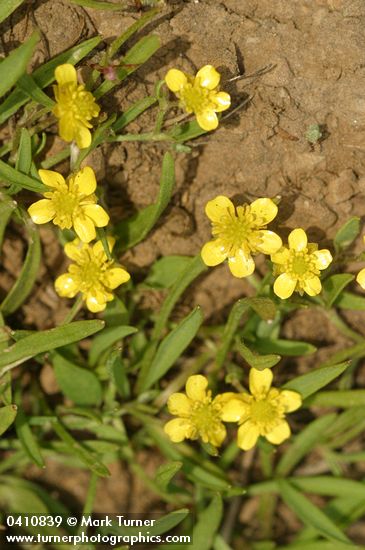 Ranunculus flammula