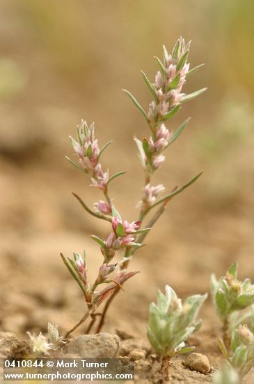 Polygonum polygaloides