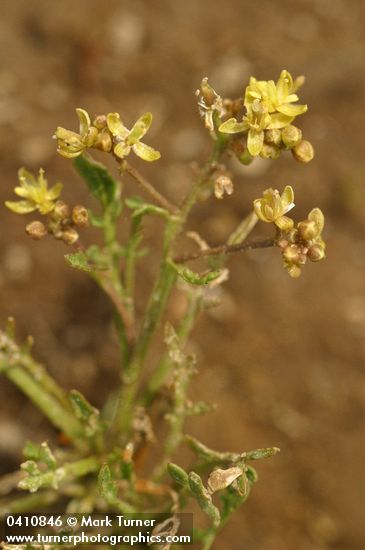 Rorippa curvisiliqua