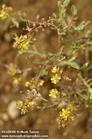 Rorippa curvisiliqua