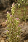Copeland's Owl Clover