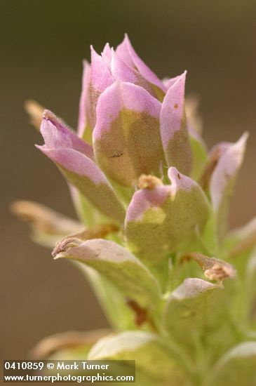 Orthocarpus cuspidatus ssp. copelandii