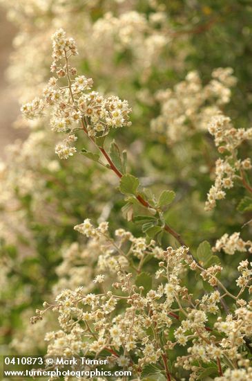 Holodiscus discolor (H. dumosus var. glabrescens)