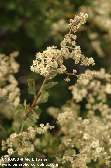 Holodiscus discolor (H. dumosus var. glabrescens)