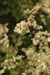 Oceanspray blossoms