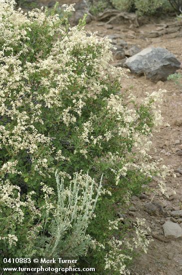 Holodiscus discolor (H. dumosus var. glabrescens)