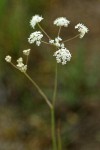 Gairdner's Yampah blossoms detail