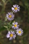 Foothill Daisy blossoms