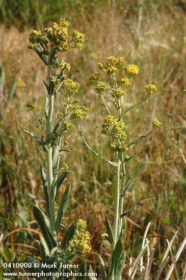 Senecio hydrophilus