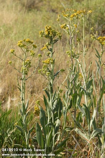 Senecio hydrophilus