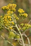 Great Swamp Groundsel blossoms