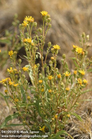 Pyrrocoma lanceolata