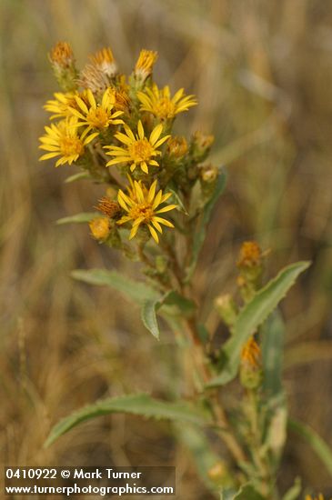 Pyrrocoma lanceolata