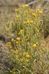 Lance-leaved Goldenweed