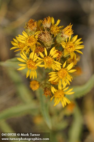 Pyrrocoma lanceolata