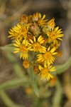 Lance-leaved Goldenweed blossoms detail
