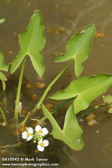 Sagittaria cuneata