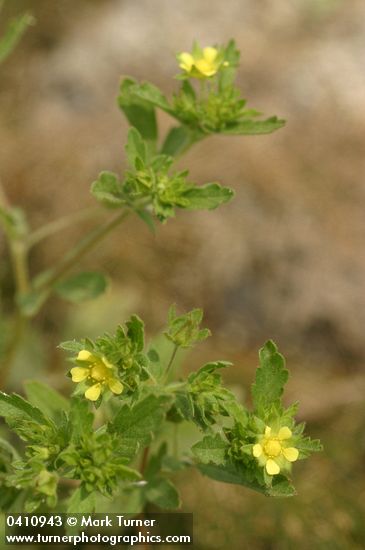 Potentilla rivalis