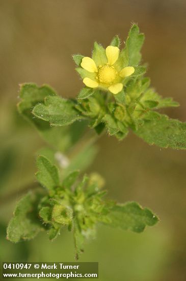 Potentilla rivalis