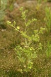 Riverbank Cinquefoil