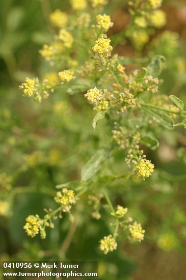 Rorippa sphaerocarpa