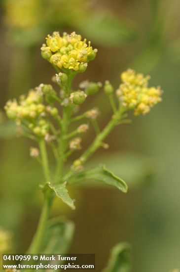 Rorippa sphaerocarpa