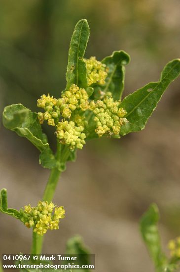 Rorippa sphaerocarpa