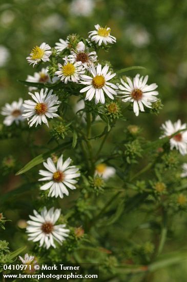 Symphyotrichum eatonii (Aster eatonii)