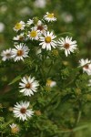 Eaton's Aster blossoms & foliage 