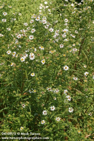 Symphyotrichum eatonii (Aster eatonii)