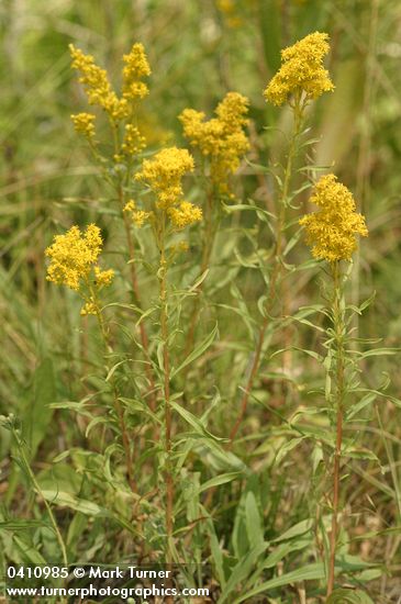 Solidago missouriensis