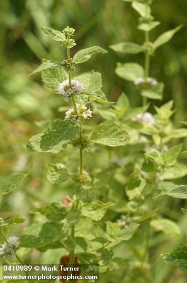 Mentha arvensis