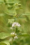 Field Mint blossoms & foliage