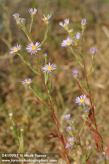 Symphyotrichum ascendens (Aster ascendens)