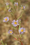 Longleaf Aster blossoms