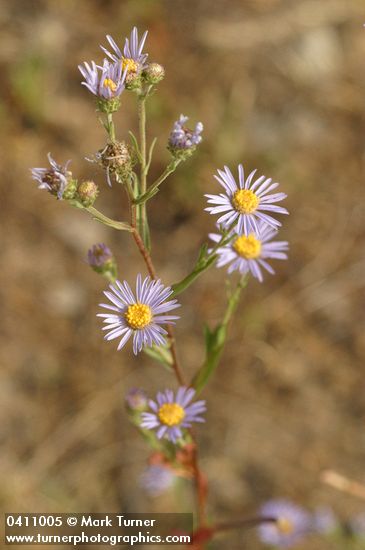 Symphyotrichum ascendens (Aster ascendens)