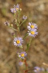 Longleaf Aster blossoms