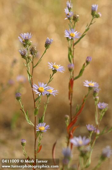 Symphyotrichum ascendens (Aster ascendens)